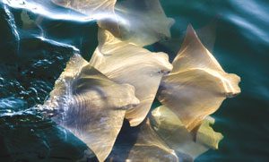 golden-cownose-ray