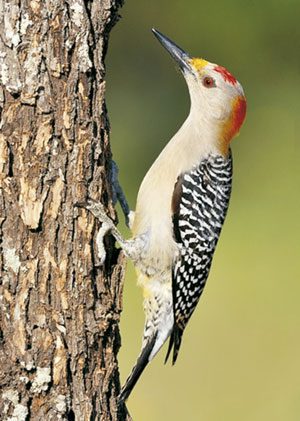 golden-fronted-woodpecker