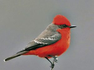 vermilion-flycatcher