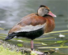 Black-bellied