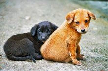 Street-Dogs