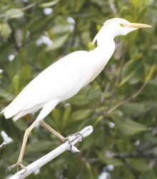 The-Cattle-Egret
