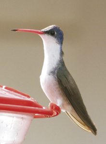 Violet-crowned-Hummingbird
