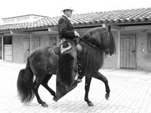 dancinghorse2