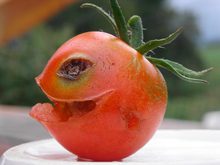killer_tomato