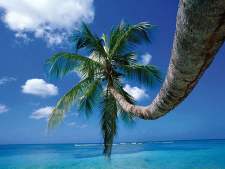 coconuts-tree