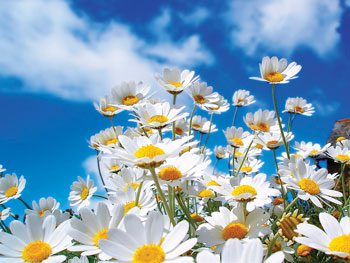 flores