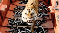 tiger-with-fish
