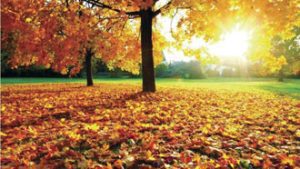 autumn