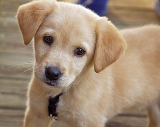 puppy 2016