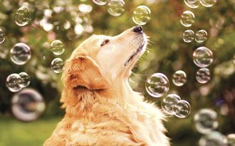 golden dog