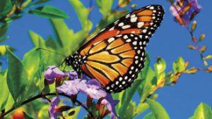 butterflies beauty