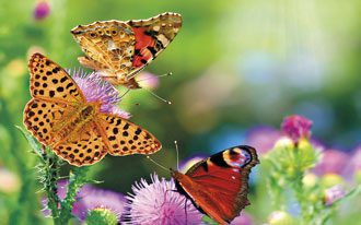 butterflies flying multicolored