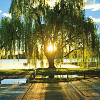 willow2017