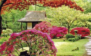 flower garden