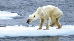 oso polar