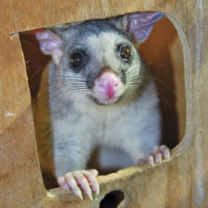 possum in box