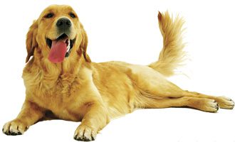 old Golden dog