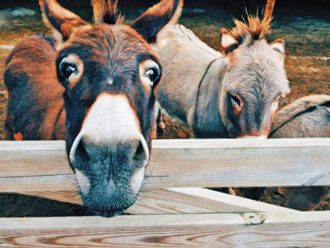 Donkeys