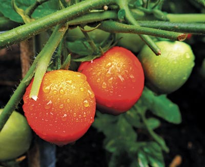 tomato Heirloom